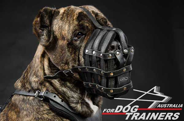 Cane Corso Leather Basket Muzzle Solid Hardware