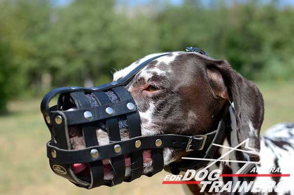 Dalmatian Leather Basket Muzzle Breathable Padded 