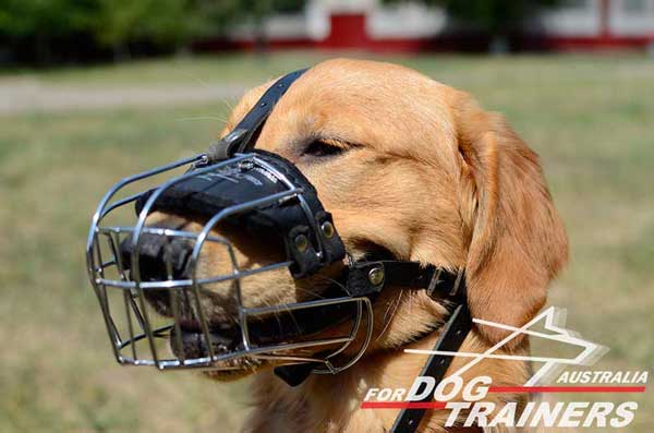 Golden Retriever Wire Cage Muzzle Adjustable Leather Straps