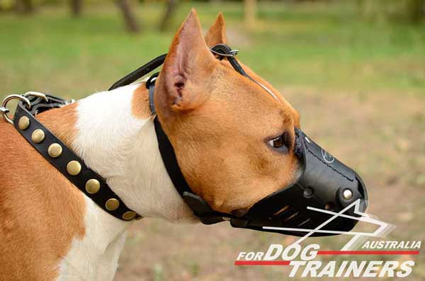 Leather Amstaff Muzzle for Comfortable Walking