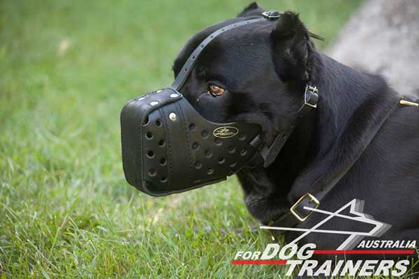 Leather Cane Corso Muzzle for Agitation Training