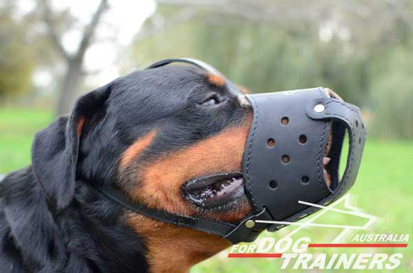 Leather Rottweiler Muzzle with Easy Adjustable Straps