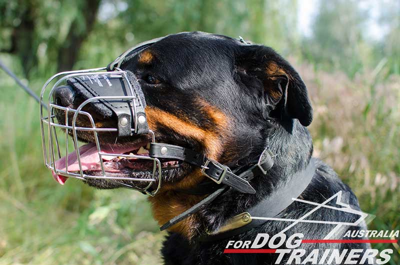 working dog muzzles australia