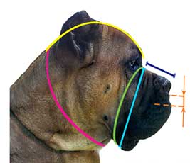 How to  measure your dog