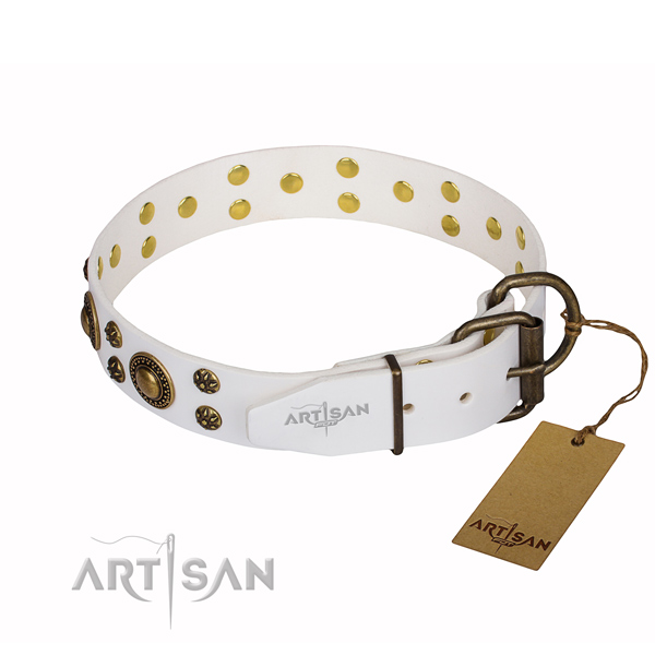 Everyday walking studded dog collar of best quality full grain leather