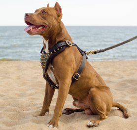 No Bite Dog Leash No Bite Dog Leash